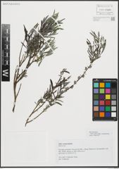 Foto von Salix repens subsp. rosmarinifolia (L.) Andersson